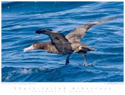 Short-tailed Albatross